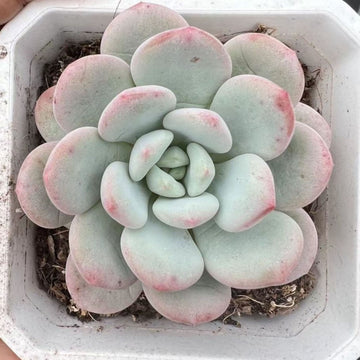 5'' Pachyveria 'Elaine Reinelt', Rare Live Succulent Plants