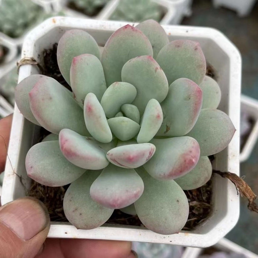 5'' Pachyveria 'Elaine Reinelt', Rare Live Succulent Plants