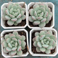 5'' Pachyveria 'Elaine Reinelt', Rare Live Succulent Plants