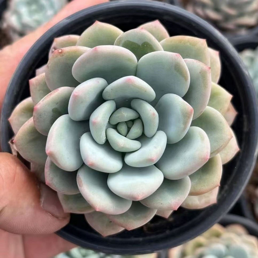 5'' Pachyveria 'Elaine Reinelt', Rare Live Succulent Plants