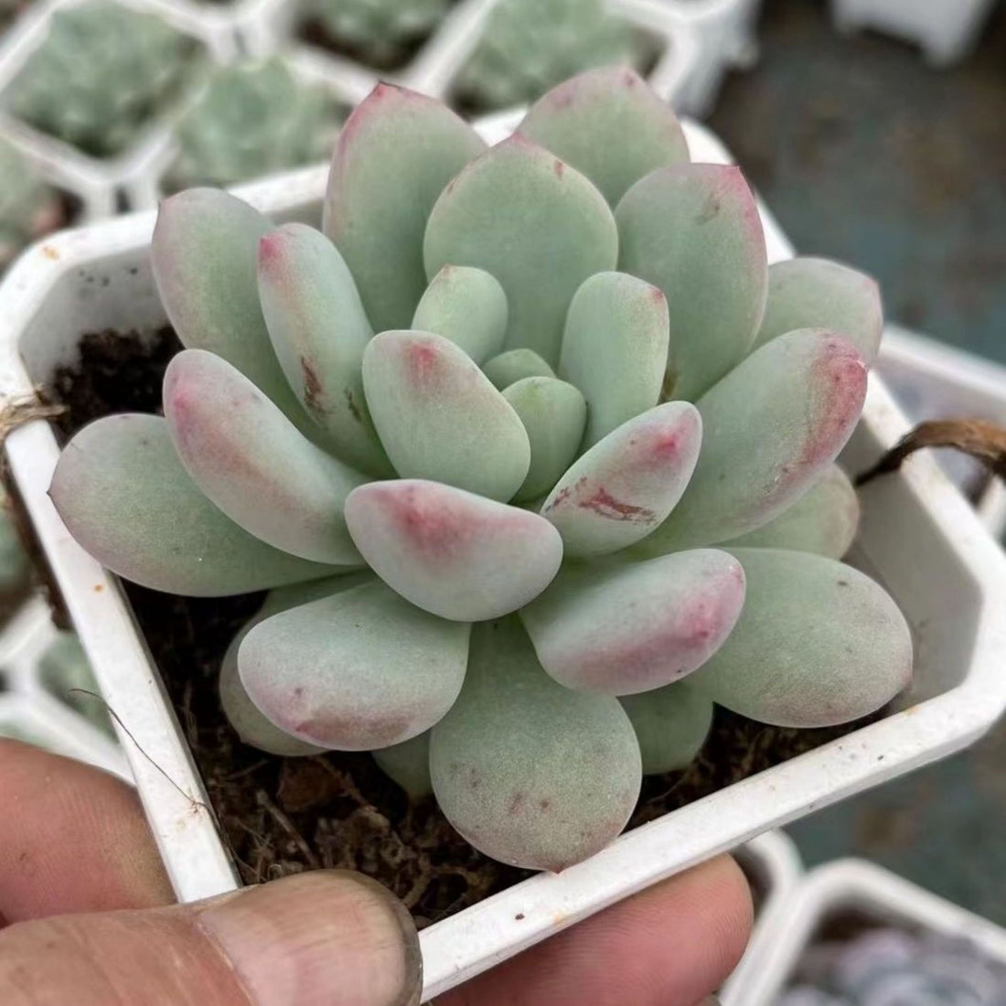 5'' Pachyveria 'Elaine Reinelt', Rare Live Succulent Plants