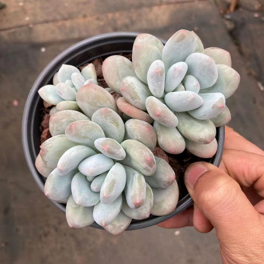 5'' Pachyveria 'Elaine Reinelt', Rare Live Succulent Plants