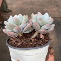 5'' Pachyveria 'Elaine Reinelt', Rare Live Succulent Plants