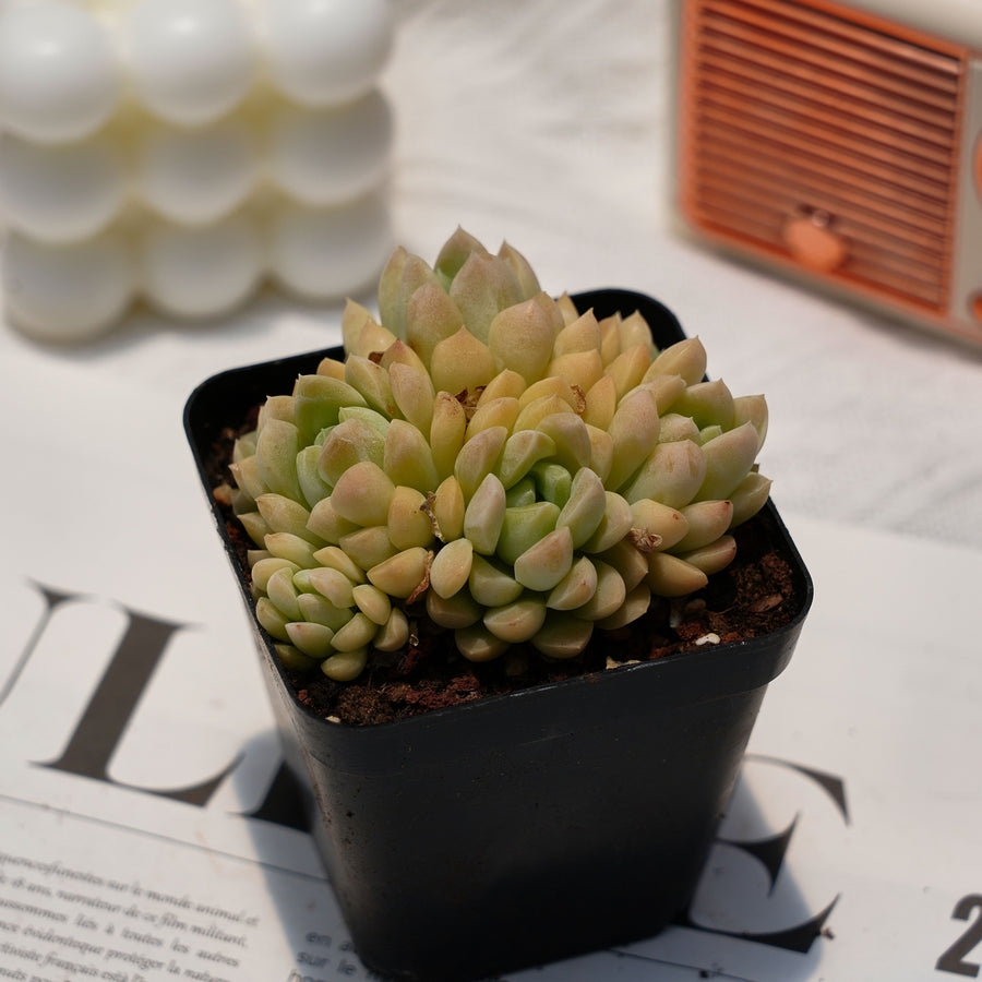 3'' Echeveria Cream Beauty, Rare Live Succulent Plants