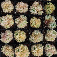 3'' Echeveria Cream Beauty, Rare Live Succulent Plants