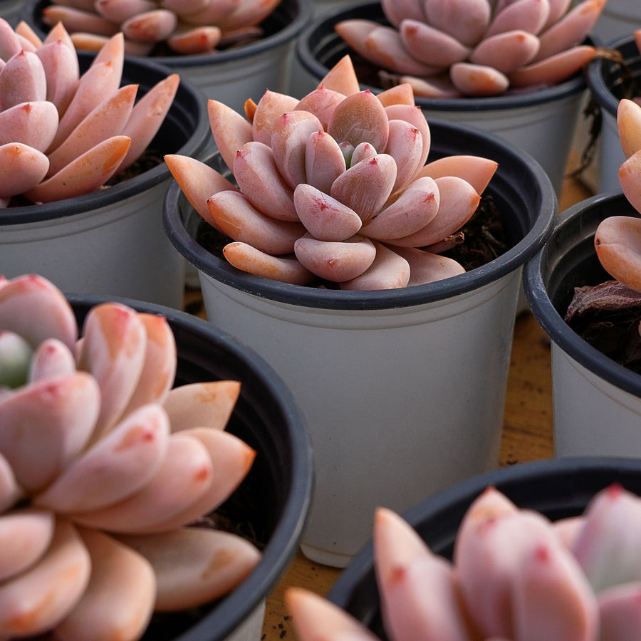 3'' Echeveria Star Snow, Rare Live Succulent Plants