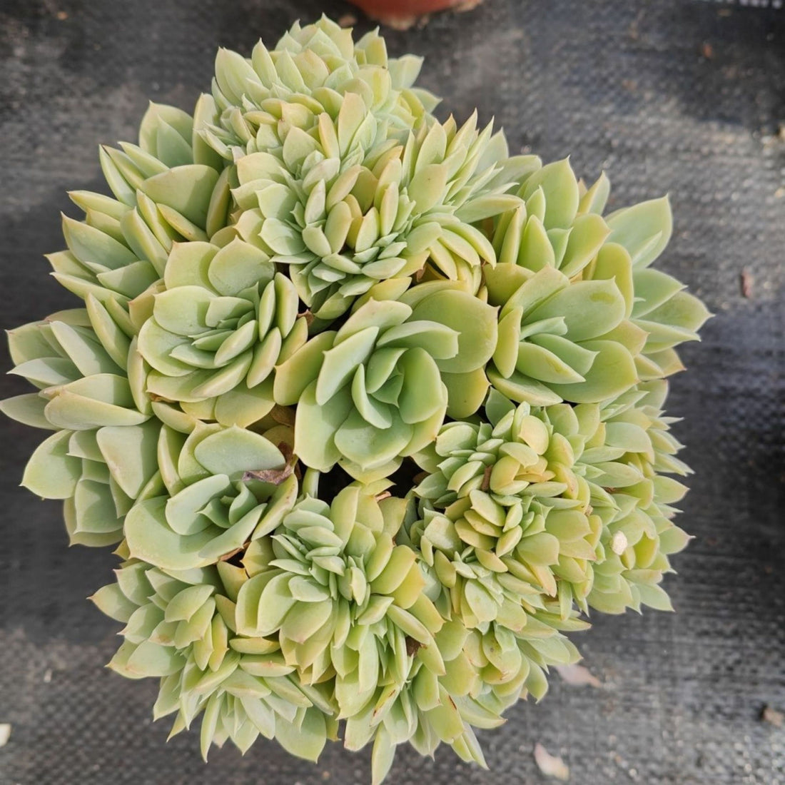 5'' Echeveria 'Silk Veil', Rare Live Succulent Plants