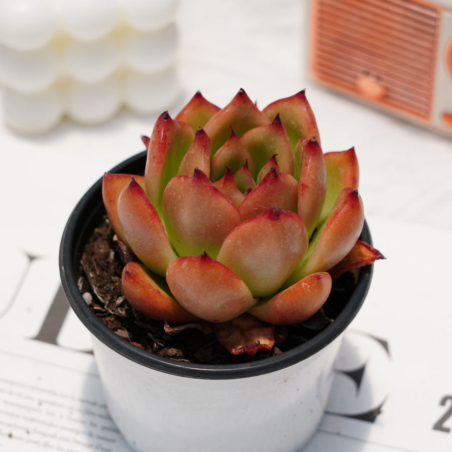 frank reinelt succulent 2.5'' Echeveria Agavoides Frank Reinelt, Rare Live Succulent Plants – cocosucculent