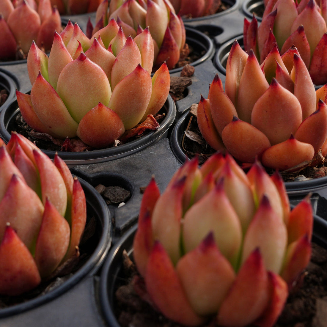 2.5'' Echeveria Agavoides Frank Reinelt, Rare Live Succulent Plants