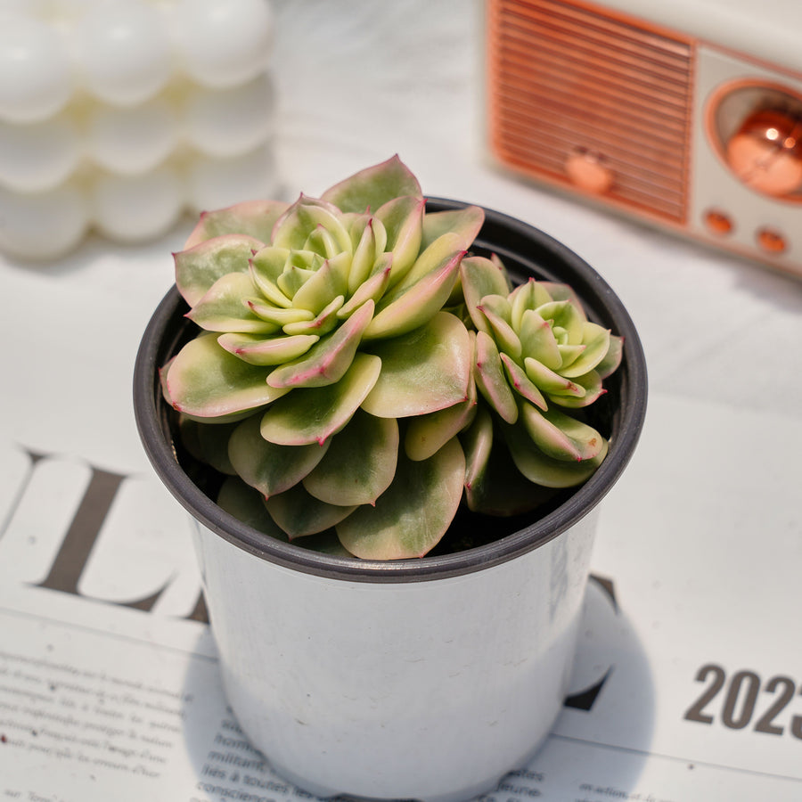 3'' Echeveria Rolly, Rare Live Succulent Plants