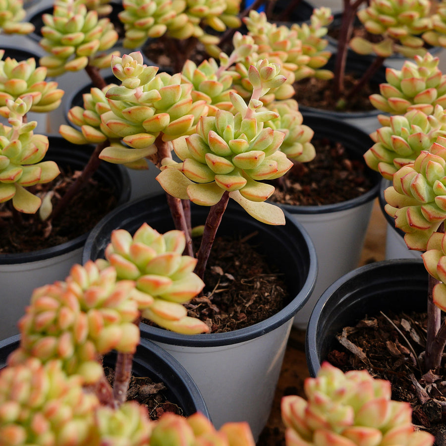 4'' Echeveria Tango, Rare Live Succulent Plants