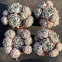5'' Echeveria Rasberry Ice, Rare Live Succulent Plants