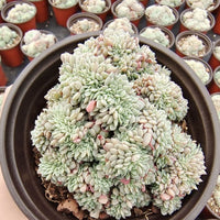 5'' Echeveria Rasberry Ice, Rare Live Succulent Plants