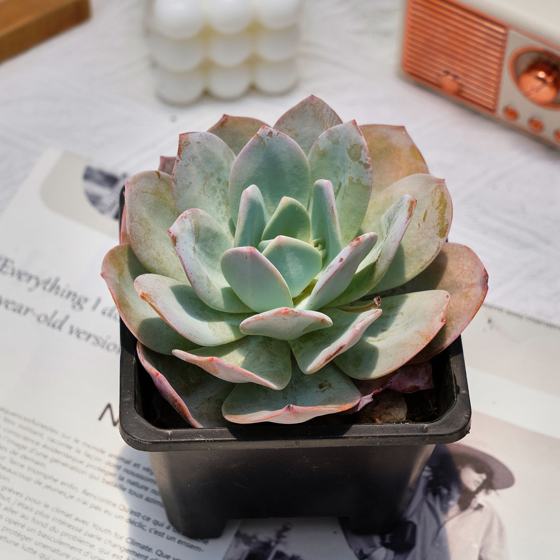 5'' Echeveria Cream Tea, Rare Live Succulent Plants