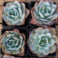 5'' Echeveria Cream Tea, Rare Live Succulent Plants