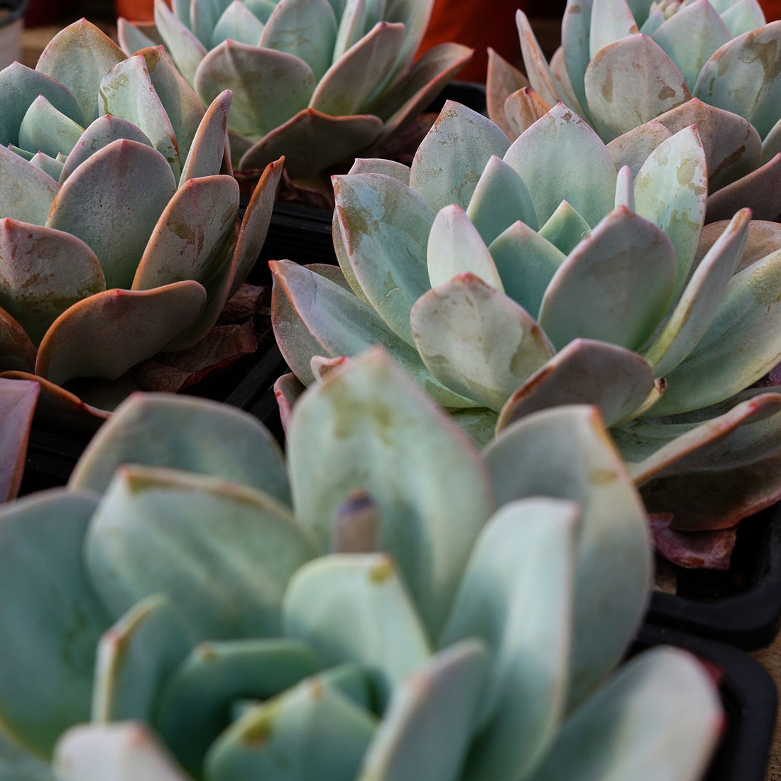 5'' Echeveria Cream Tea, Rare Live Succulent Plants