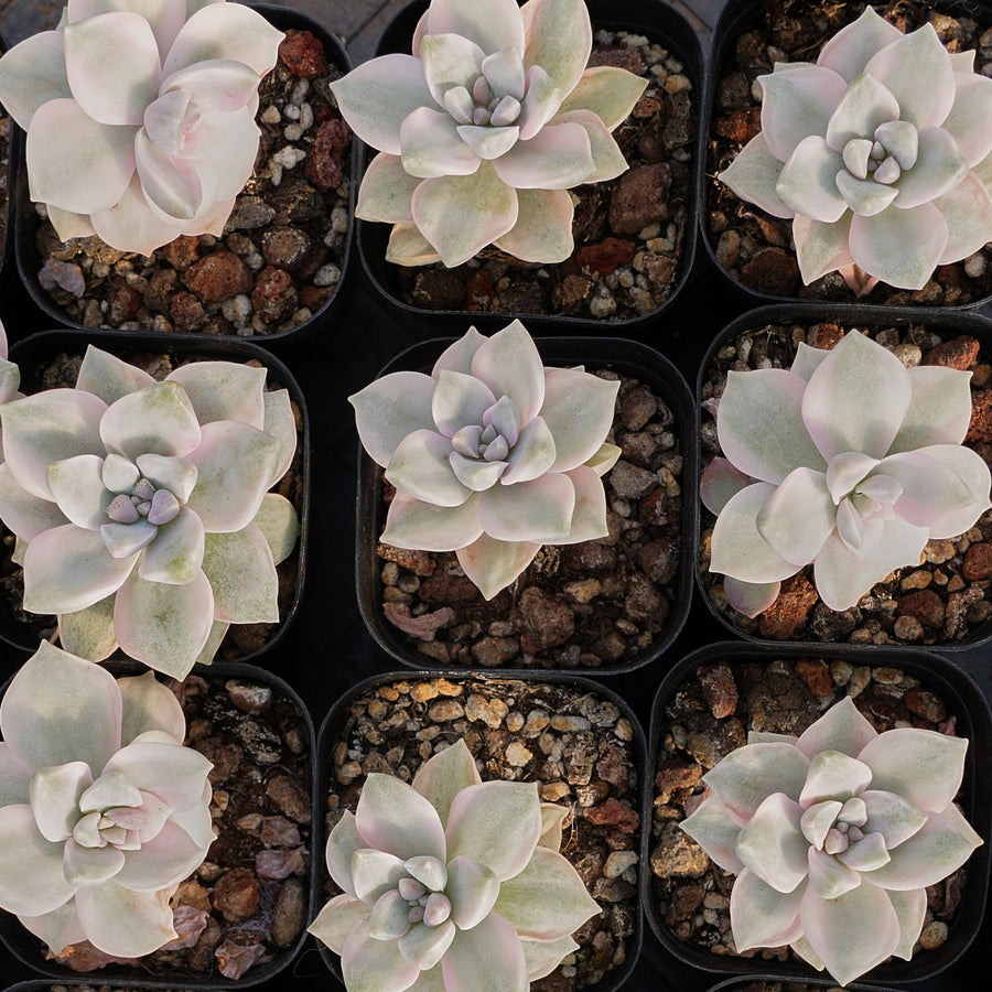 2'' Graptopetalum Purple Delight White Variegated, Rare Live Succulent Plants