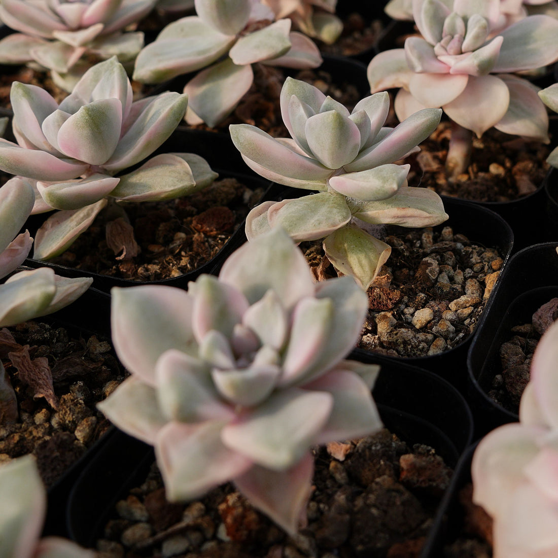 2'' Graptopetalum Purple Delight White Variegated, Rare Live Succulent Plants