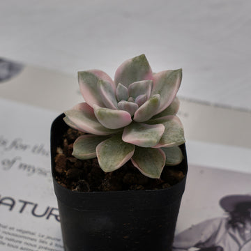 2'' Graptopetalum Purple Delight White Variegated, Rare Live Succulent Plants