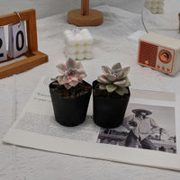 2'' Graptopetalum Purple Delight White Variegated, Rare Live Succulent Plants