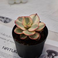 3'' Echeveria Suyon Variegated, Rare Live Succulent Plants