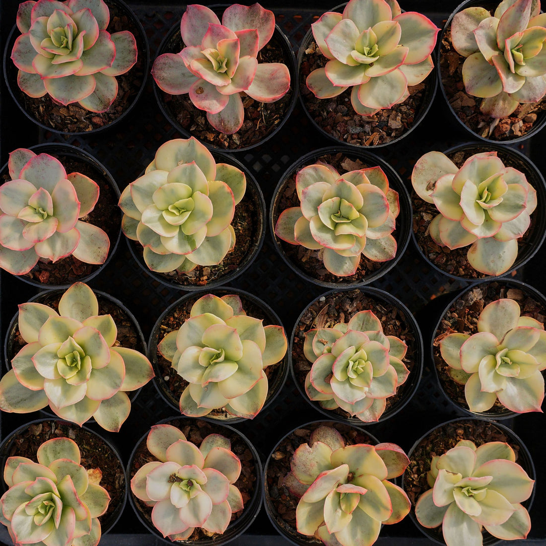 3'' Echeveria Suyon Variegated, Rare Live Succulent Plants