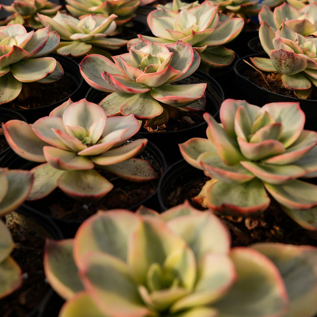 3'' Echeveria Suyon Variegated, Rare Live Succulent Plants