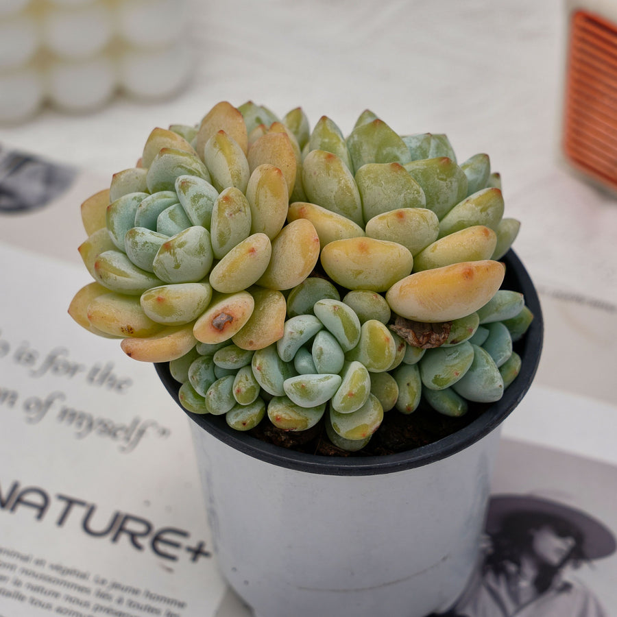 cutix succulent 4'' Echeveria Laui Clavatum, Rare Live Succulent Plants – cocosucculent