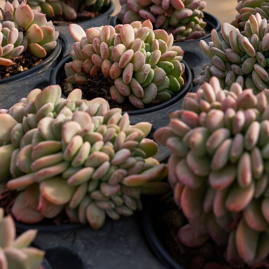 4'' Echeveria Amber Crested, Rare Live Succulent Plants