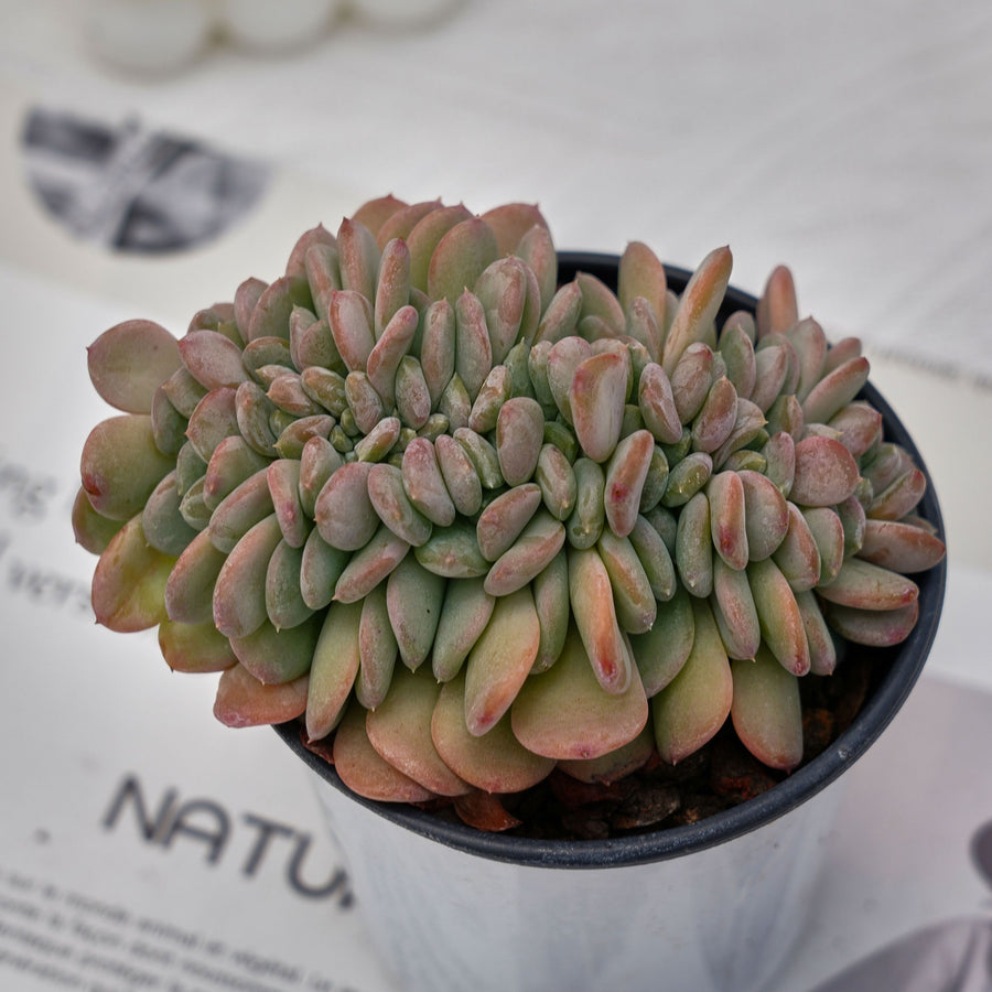 4'' Echeveria Amber Crested, Rare Live Succulent Plants