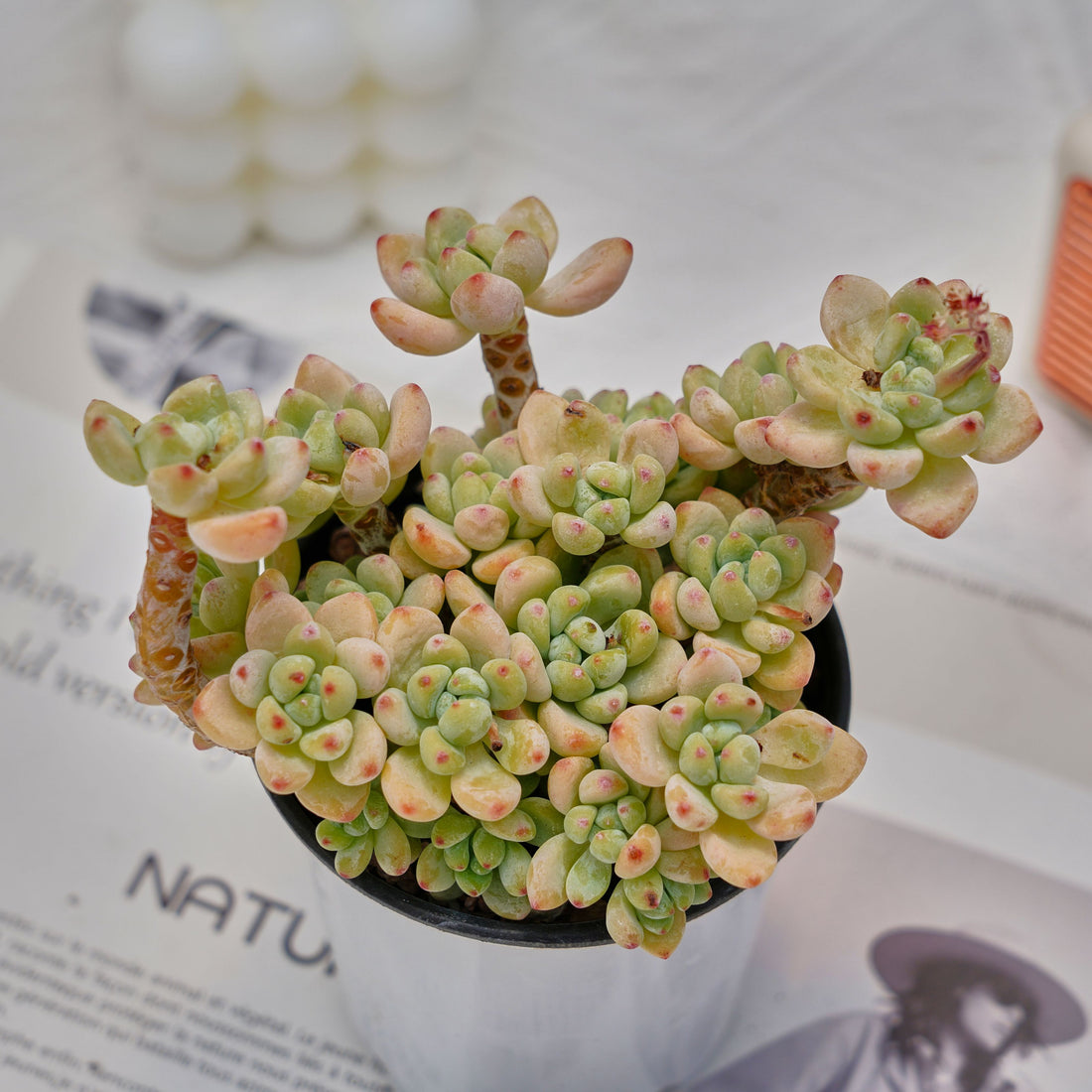 4'' Sedum Clavatum, Rare Live Succulent Plants