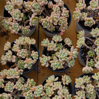 4'' Sedum Clavatum, Rare Live Succulent Plants