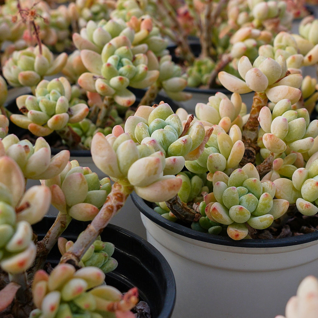 4'' Sedum Clavatum, Rare Live Succulent Plants