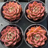 5'' Echeveria Red Dragon, Rare Live Succulent Plants