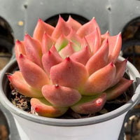 5'' Echeveria Red Dragon, Rare Live Succulent Plants