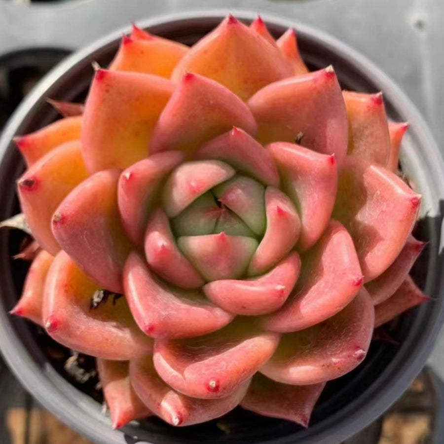 5'' Echeveria Red Dragon, Rare Live Succulent Plants