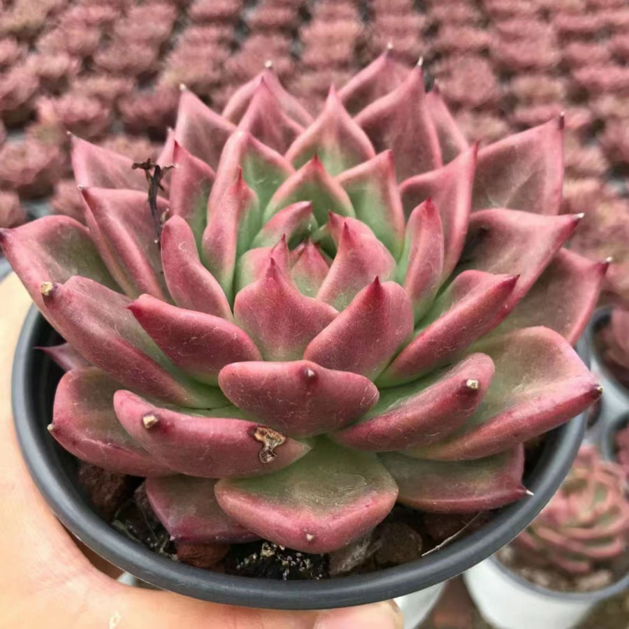 5'' Echeveria Red Dragon, Rare Live Succulent Plants