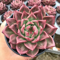 5'' Echeveria Red Dragon, Rare Live Succulent Plants