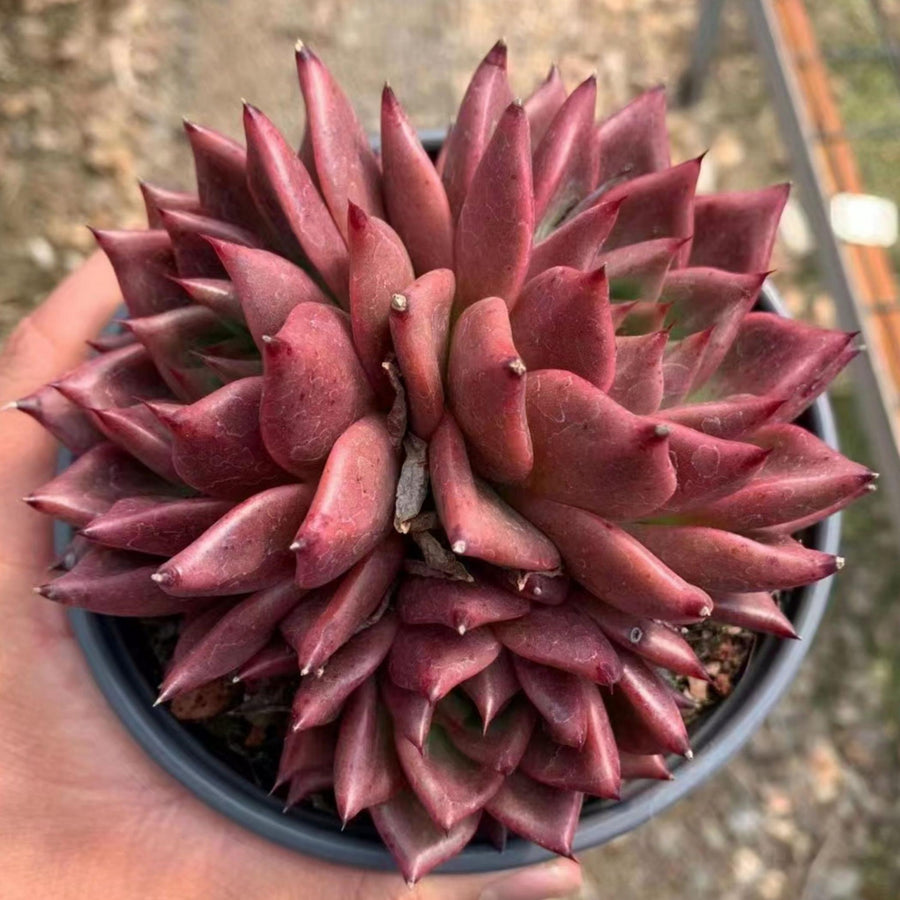 5'' Echeveria Red Dragon, Rare Live Succulent Plants