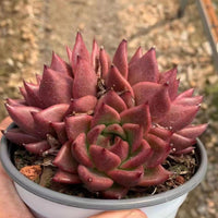 5'' Echeveria Red Dragon, Rare Live Succulent Plants