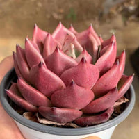 5'' Echeveria Red Dragon, Rare Live Succulent Plants