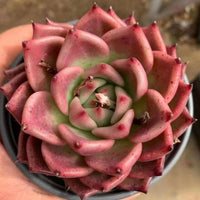 5'' Echeveria Red Dragon, Rare Live Succulent Plants