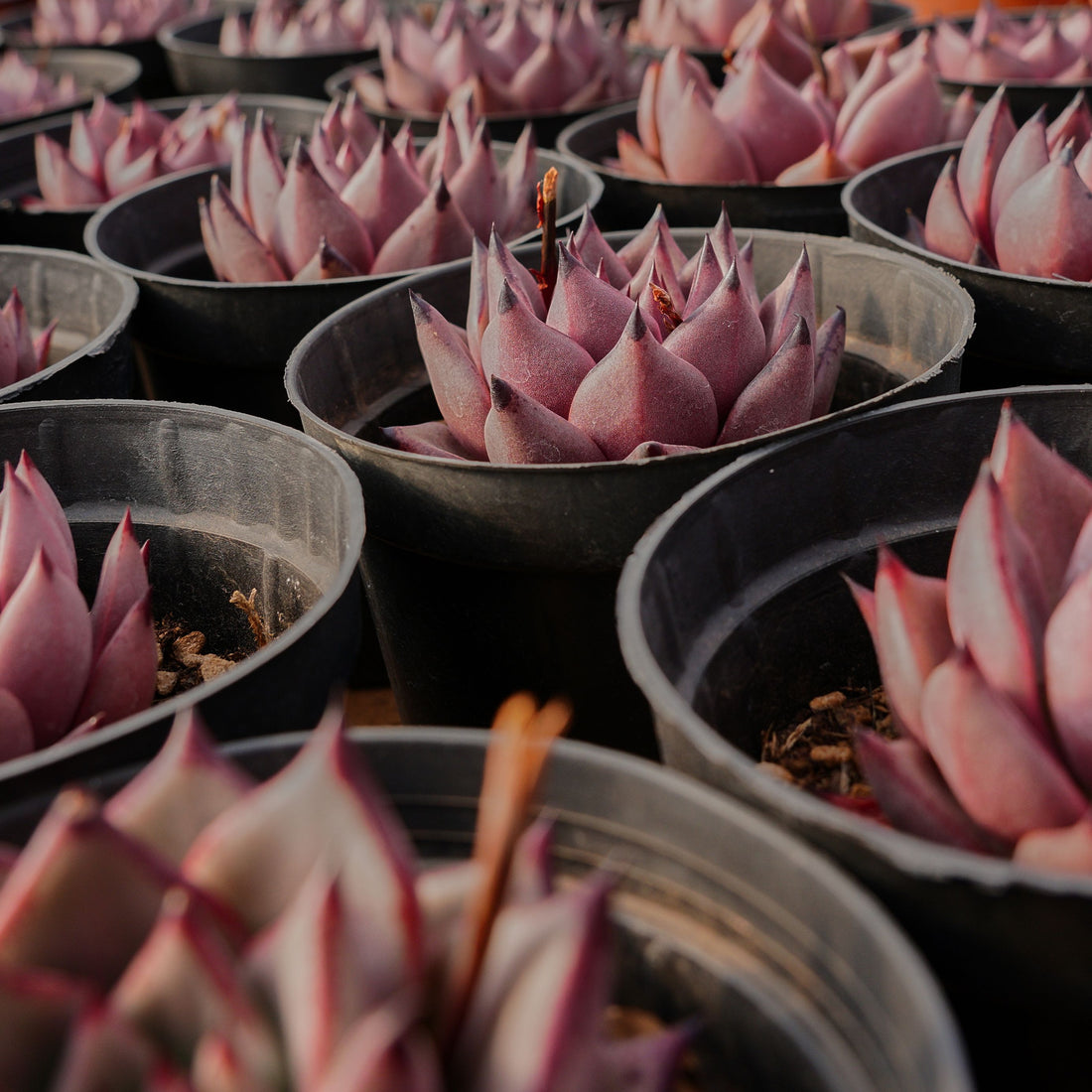 4'' Echeveria Agavoides Romeo Rubin, Rare Live Succulent Plants