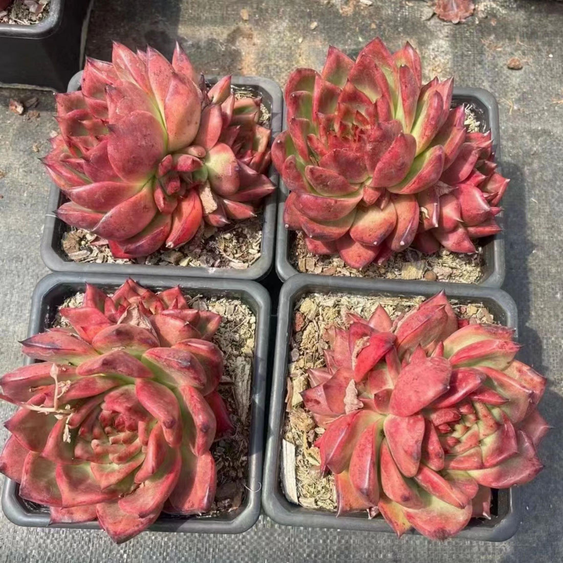 5'' Echeveria Strong, Rare Live Succulent Plants