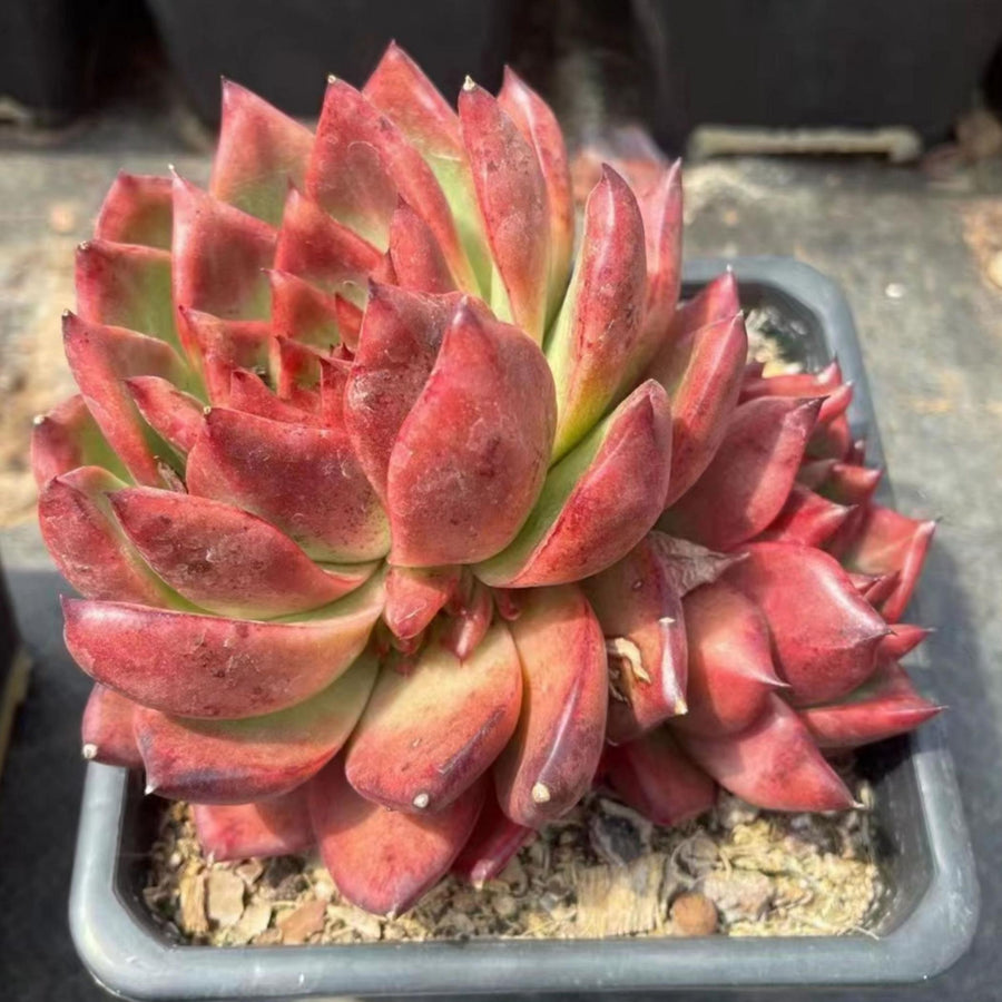 5'' Echeveria Strong, Rare Live Succulent Plants