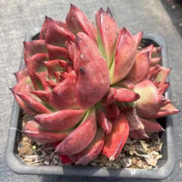 5'' Echeveria Strong, Rare Live Succulent Plants