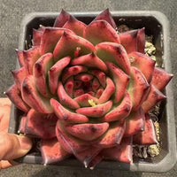 5'' Echeveria Strong, Rare Live Succulent Plants