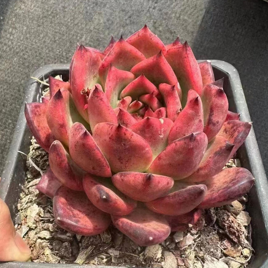 5'' Echeveria Strong, Rare Live Succulent Plants