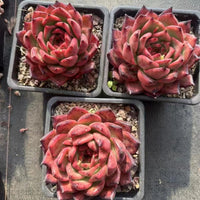 5'' Echeveria Strong, Rare Live Succulent Plants