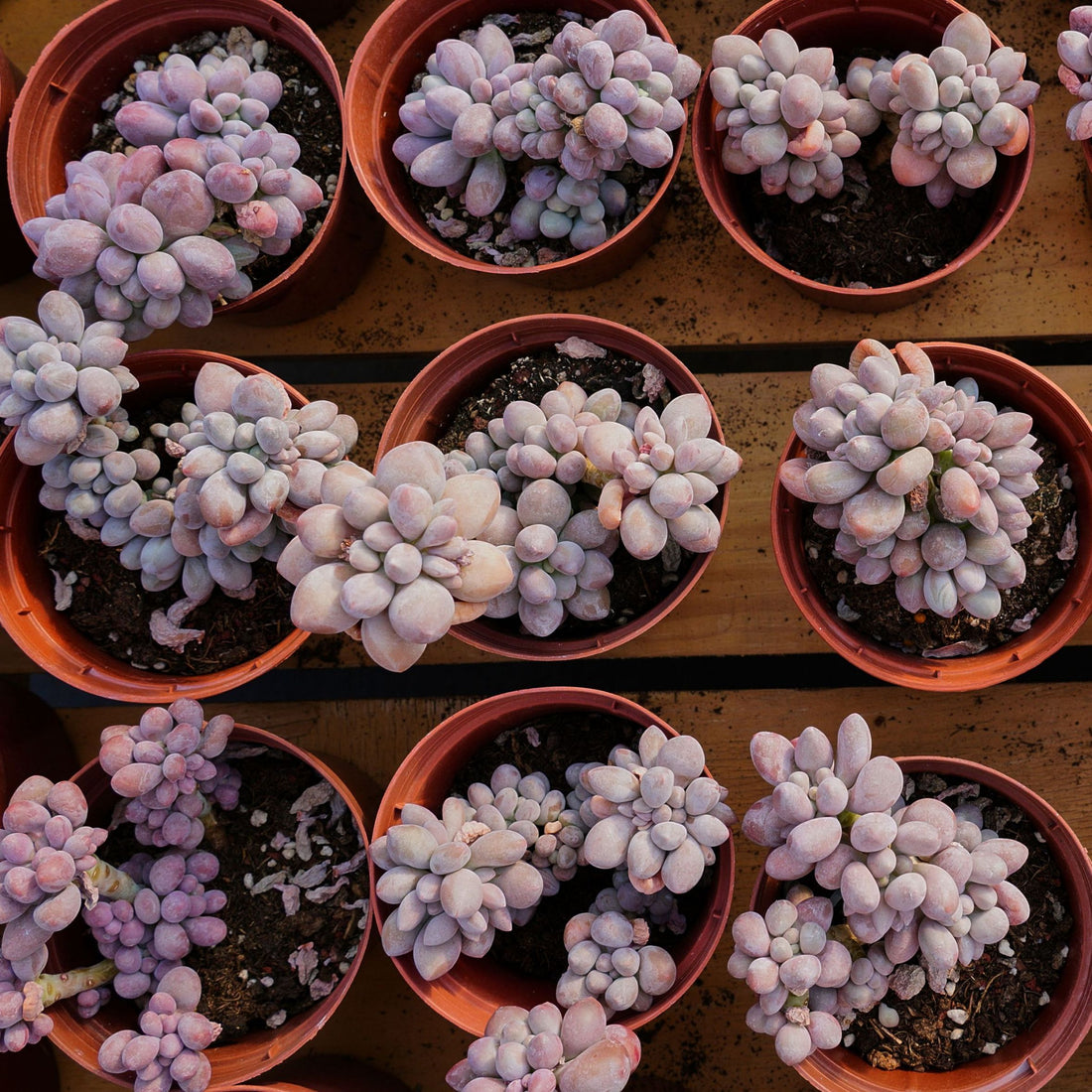 4'' Pachyphytum Pink Lovers, Rare Live Succulent Plants